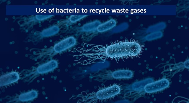 bacteria co1.jpg