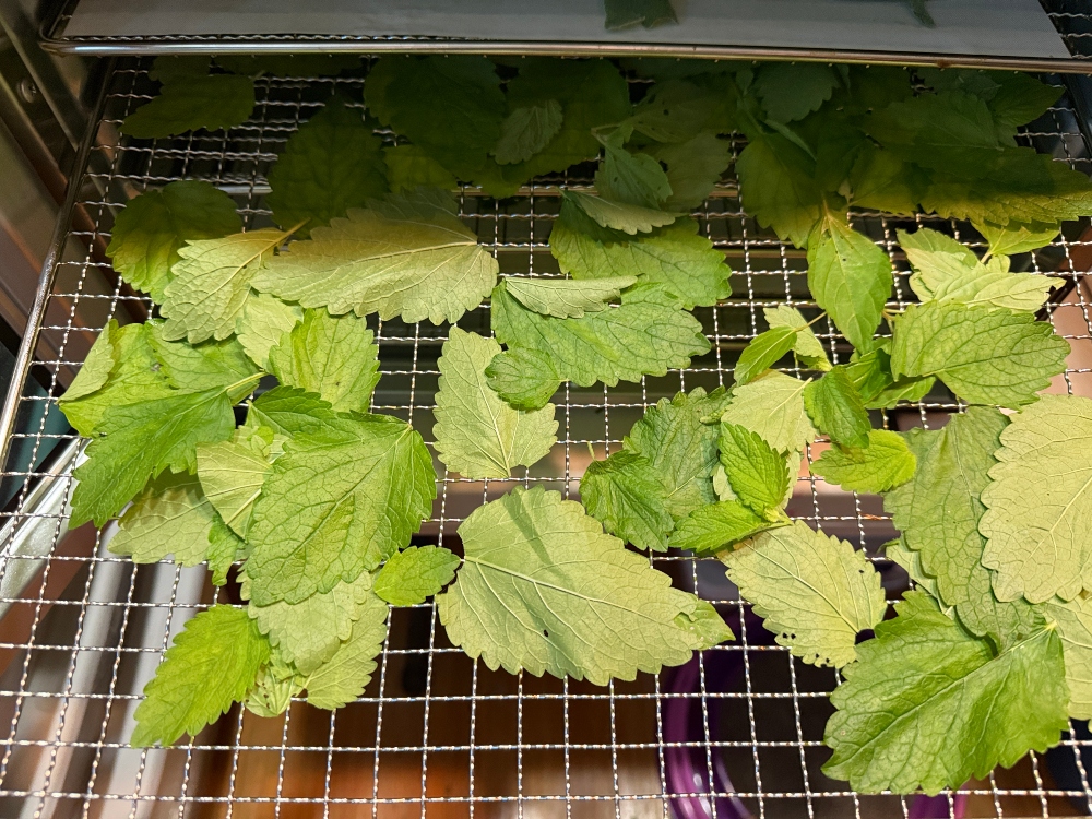 foodiesbeehive-dehydrating.jpg