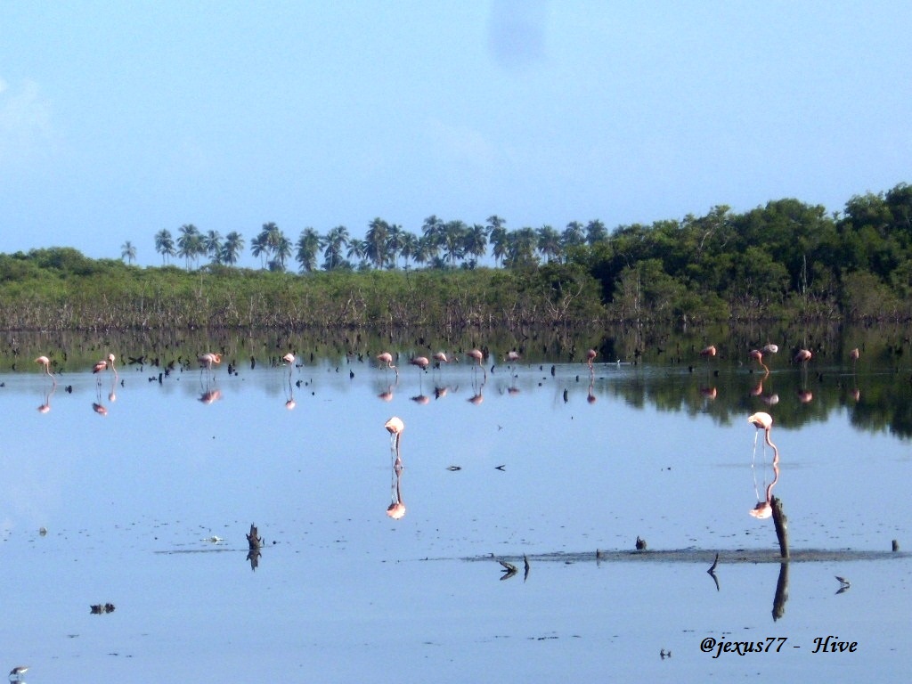 Manglar.2.JPG