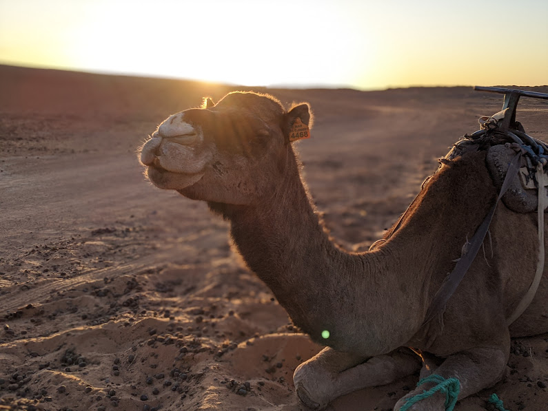 Following the Camels - Salty Earth & A Desert Lake - Merzouga, Morocco