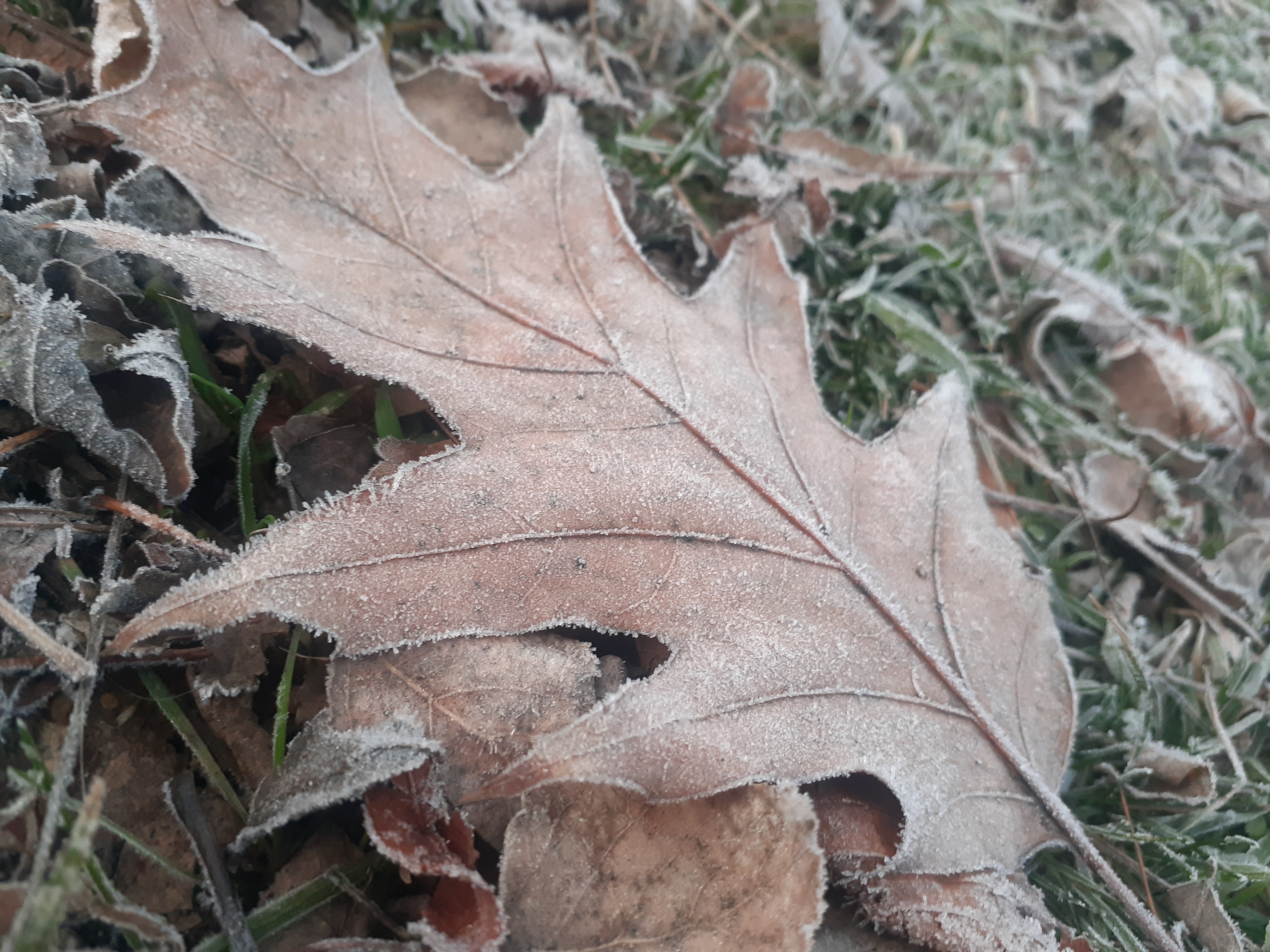 20250113_075106.jpg