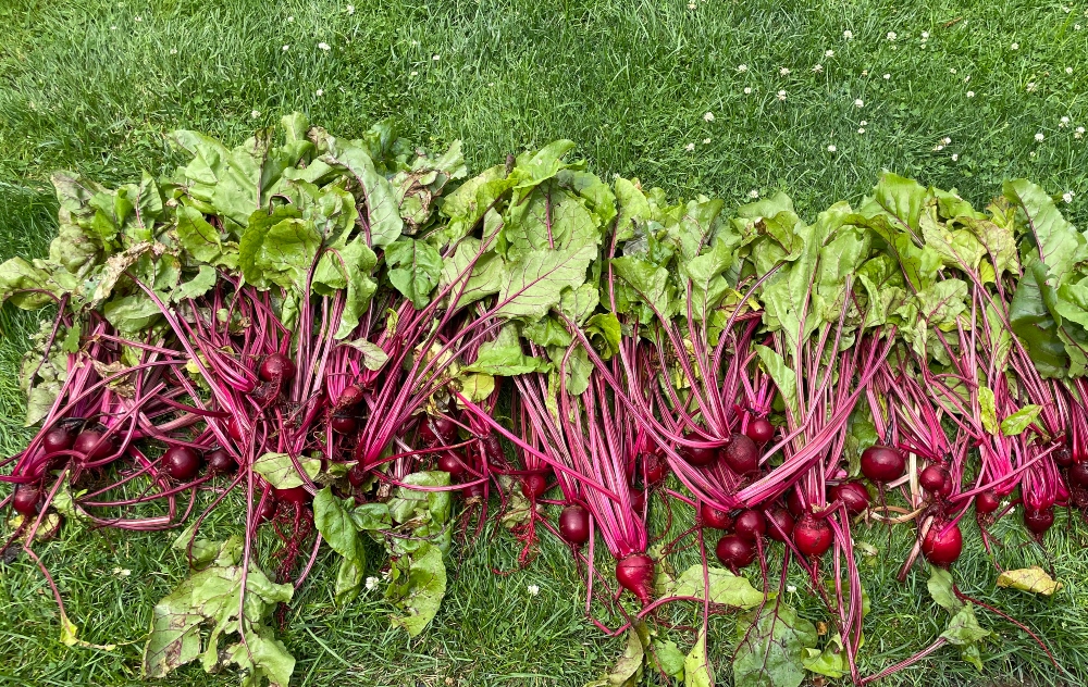 sustainable-preserving-beets-2.jpg