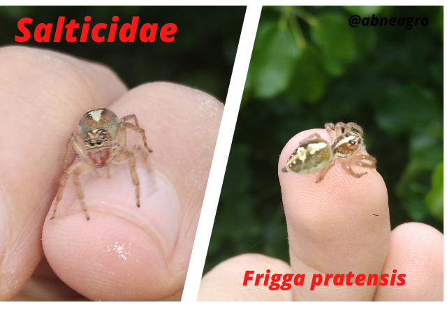 Salticidae(8).png