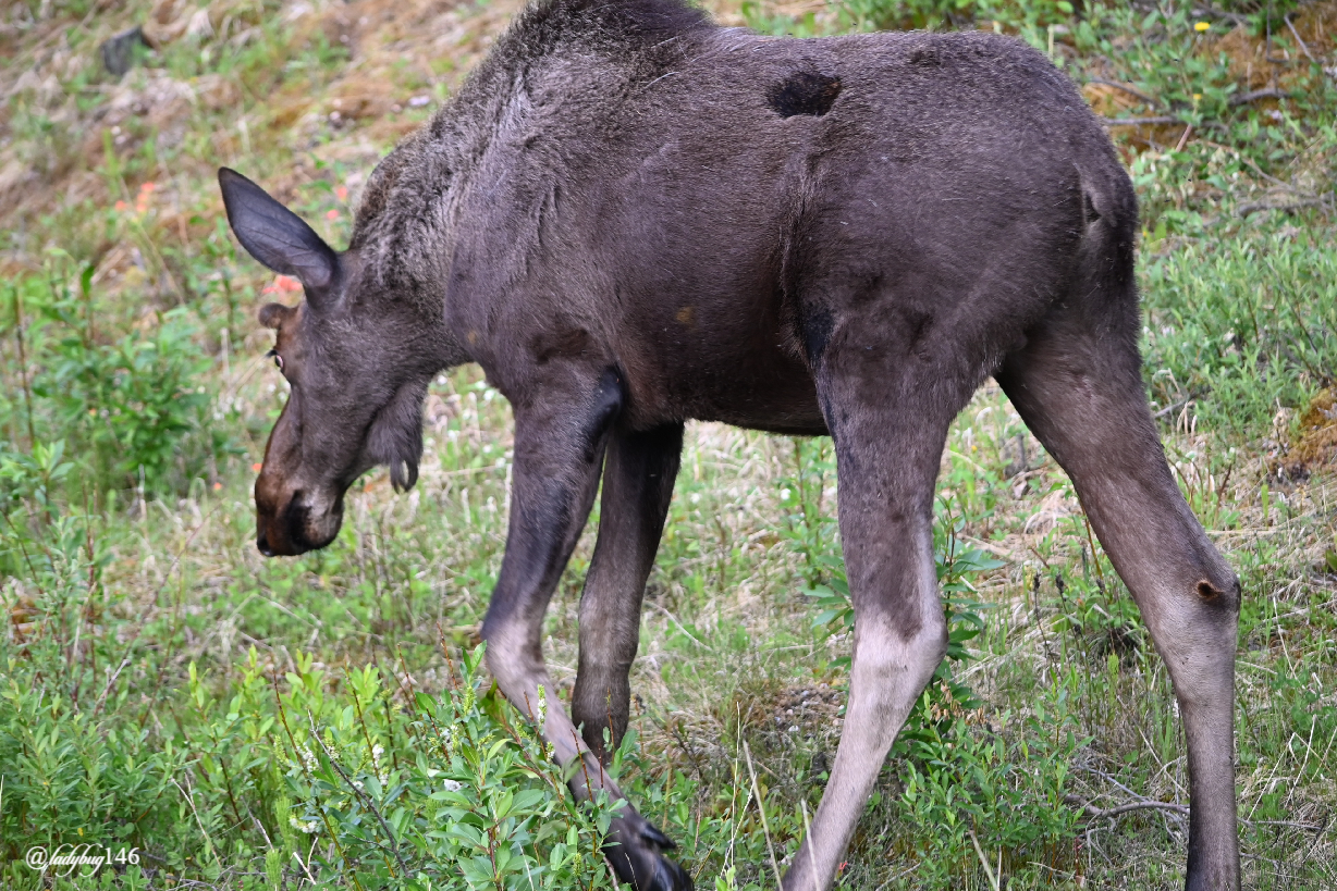 maligne moose (3).jpg