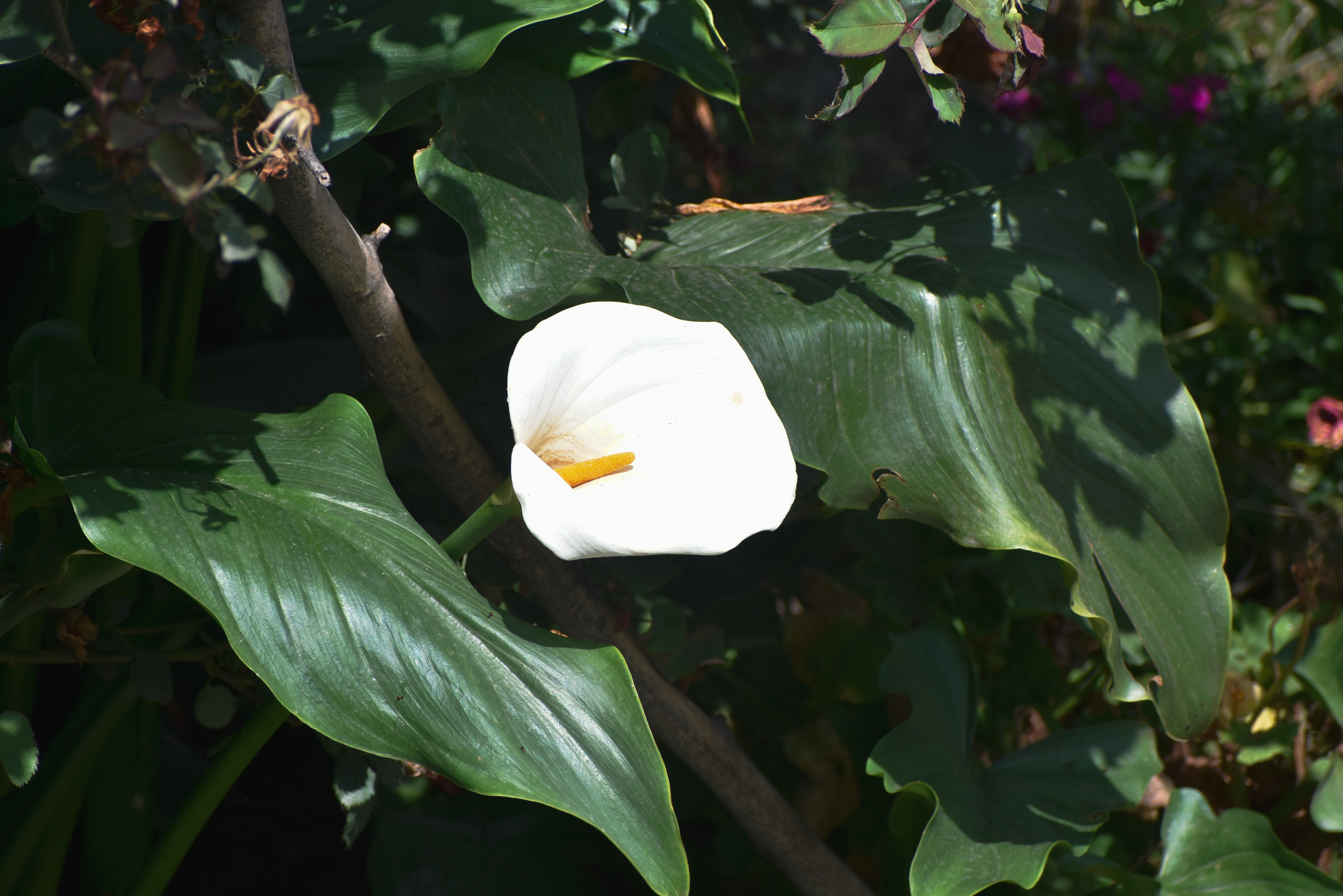 _DSC0642.jpg