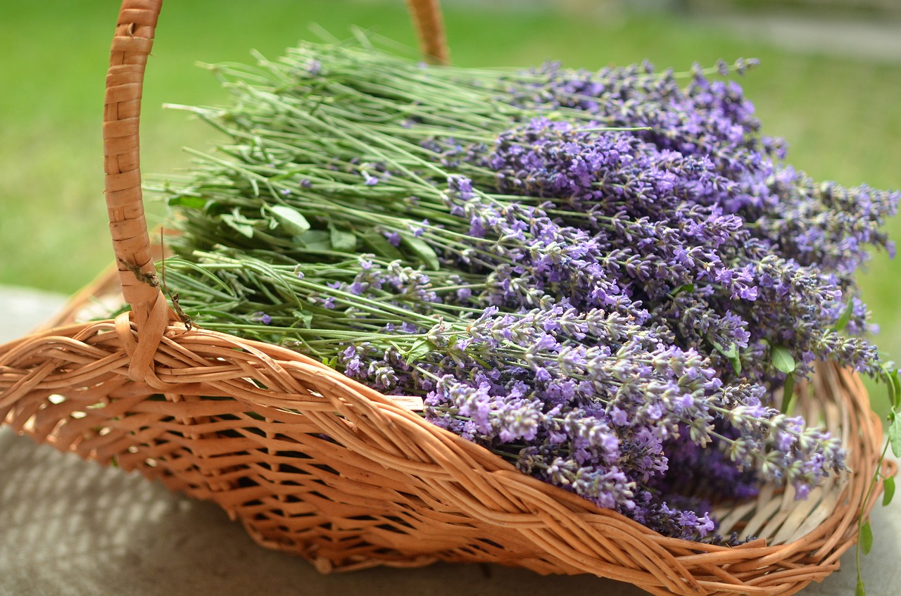 lavender-4021969_1280 pixabay.jpg