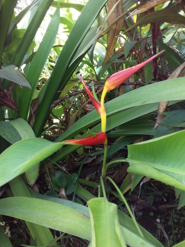 Beautiful Flower Bird Of Paradise With Curious Hummingbird Shape?//Bella  Flor Ave De Paraiso Con Curiosa Forma De Colibrí?By Danhyelita24 — Hive