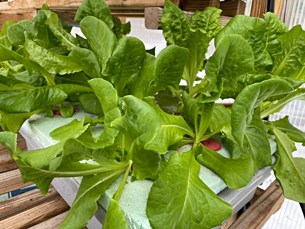 hivegarden-hydroponice-lettuce2.jpg