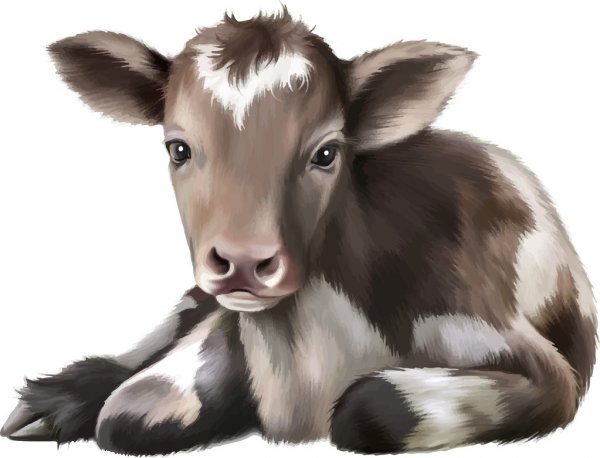depositphotos_44580251-stock-illustration-newborn-calf.jpg