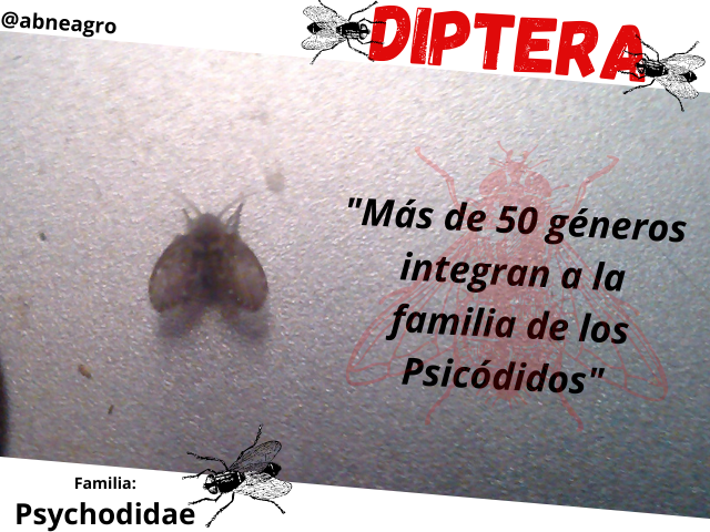 Diptera 1.png
