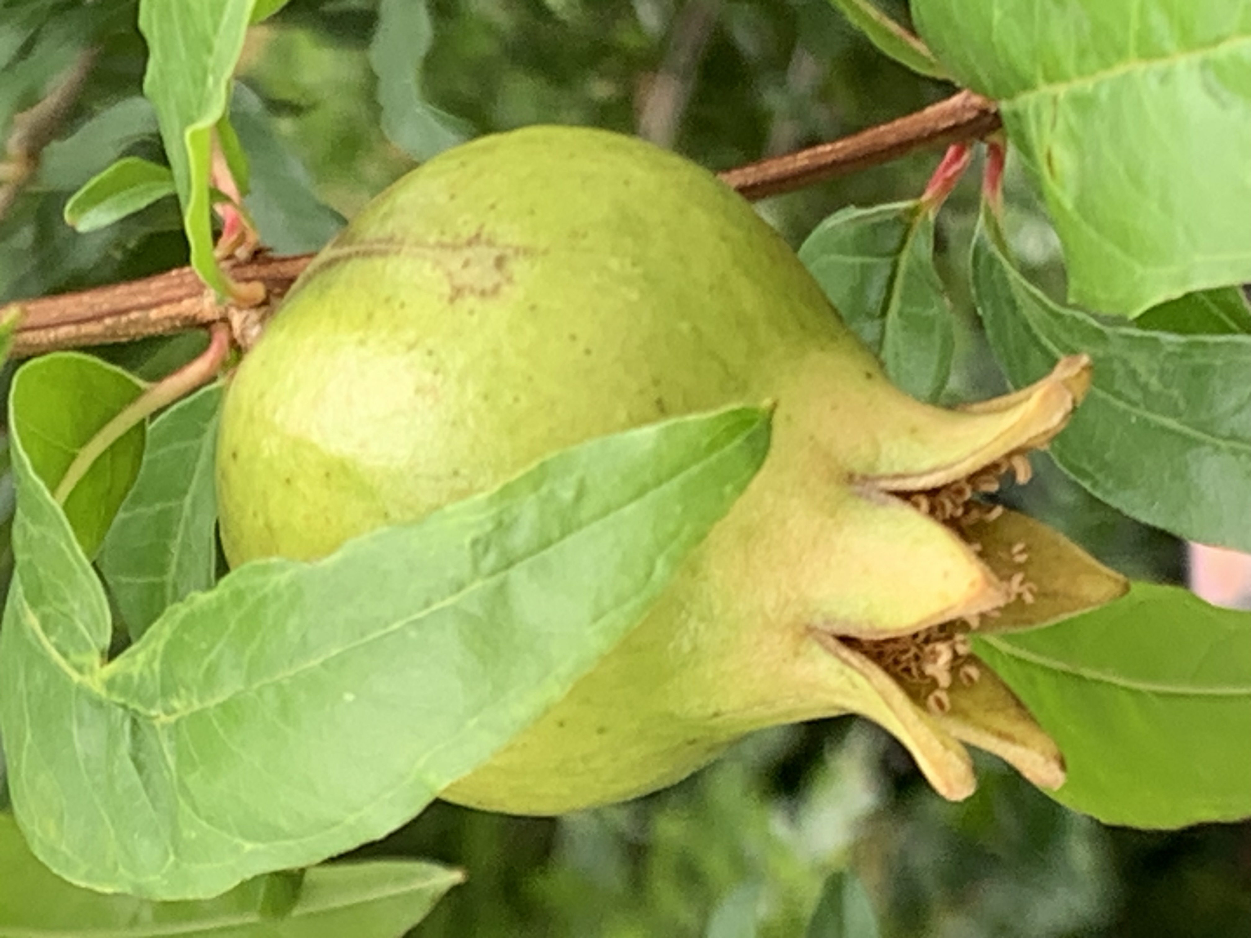 fruit14.jpg
