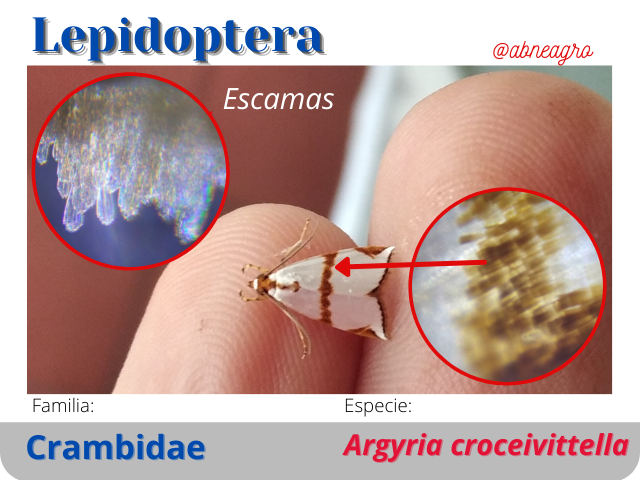@abneagro(7).png