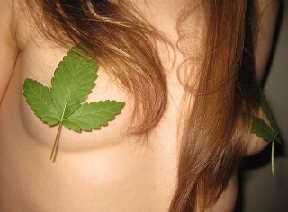 Cannabis leaf nipple tits breast pasties.jpg