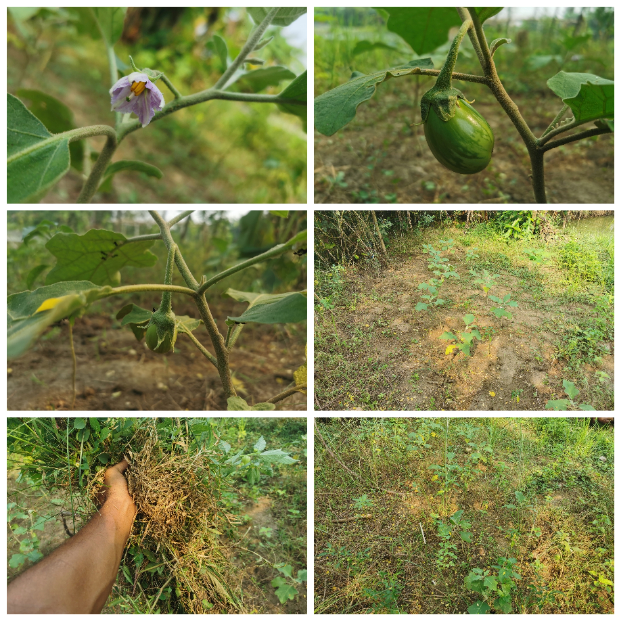 Collage_20241017_104840.jpg