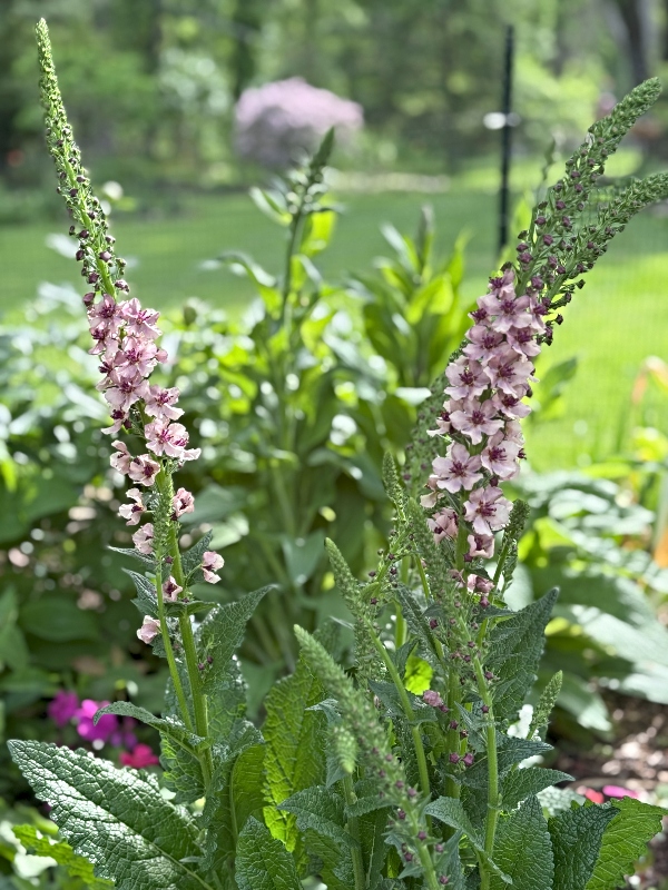 hivegarden-verbascum-1.jpg