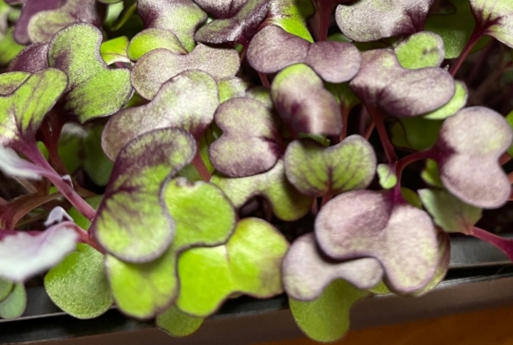 microgreens-radish-2.jpg