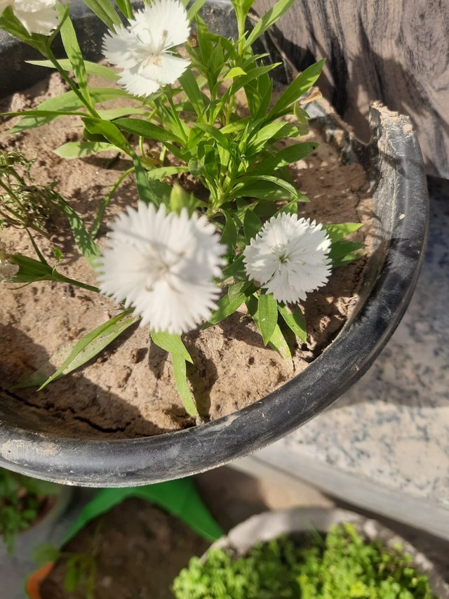 Dianthus flower plant 3.jpg