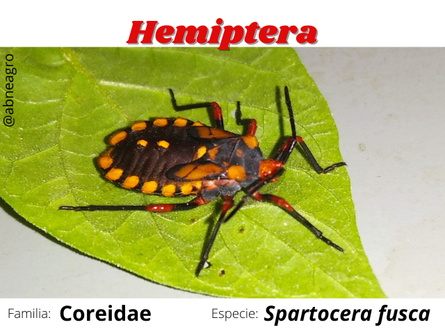Hemiptera.png