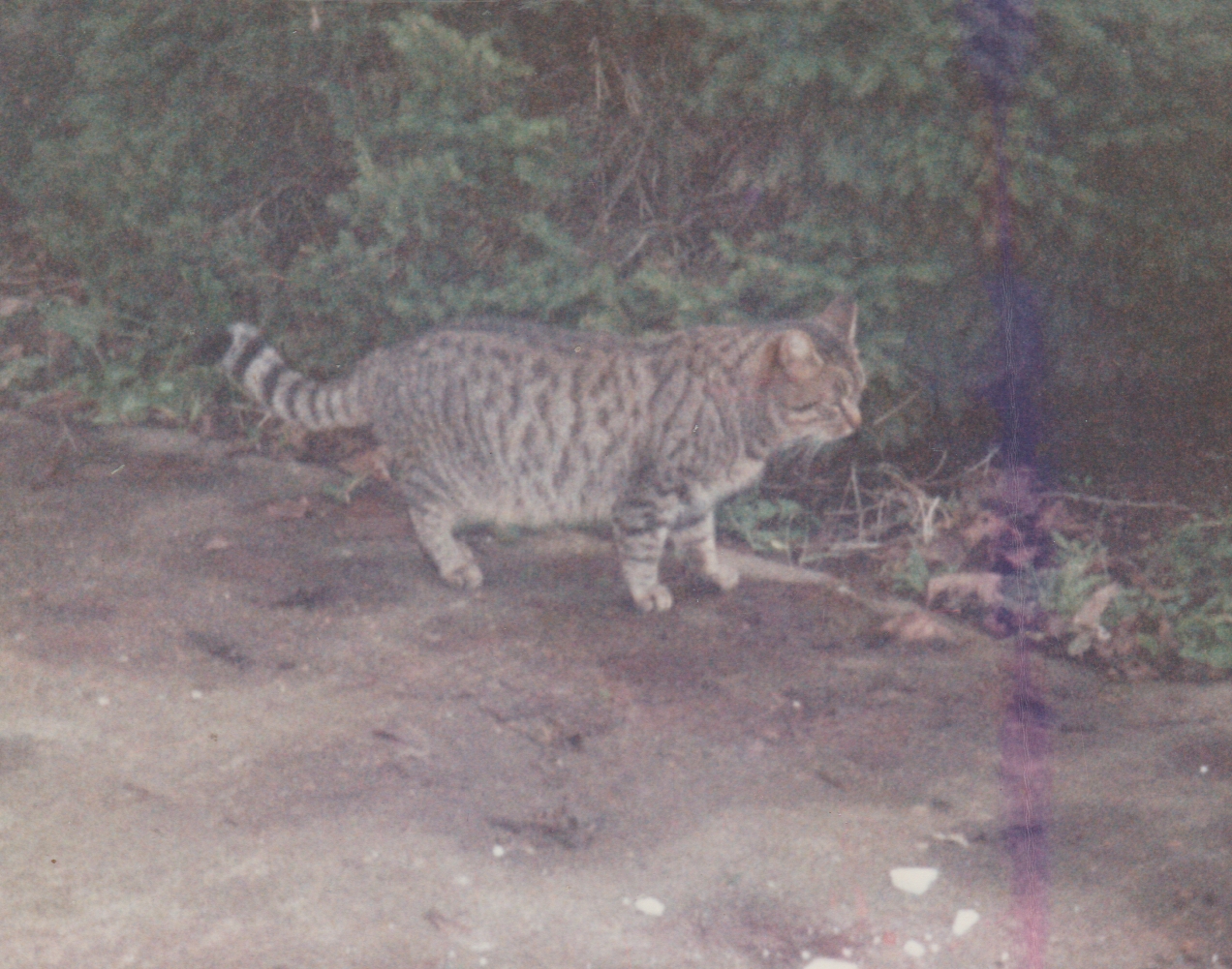 1989 - Fluffy Cat.jpg
