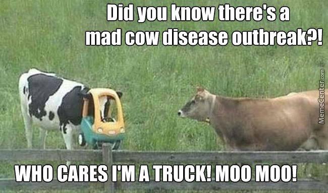 cow.jpeg