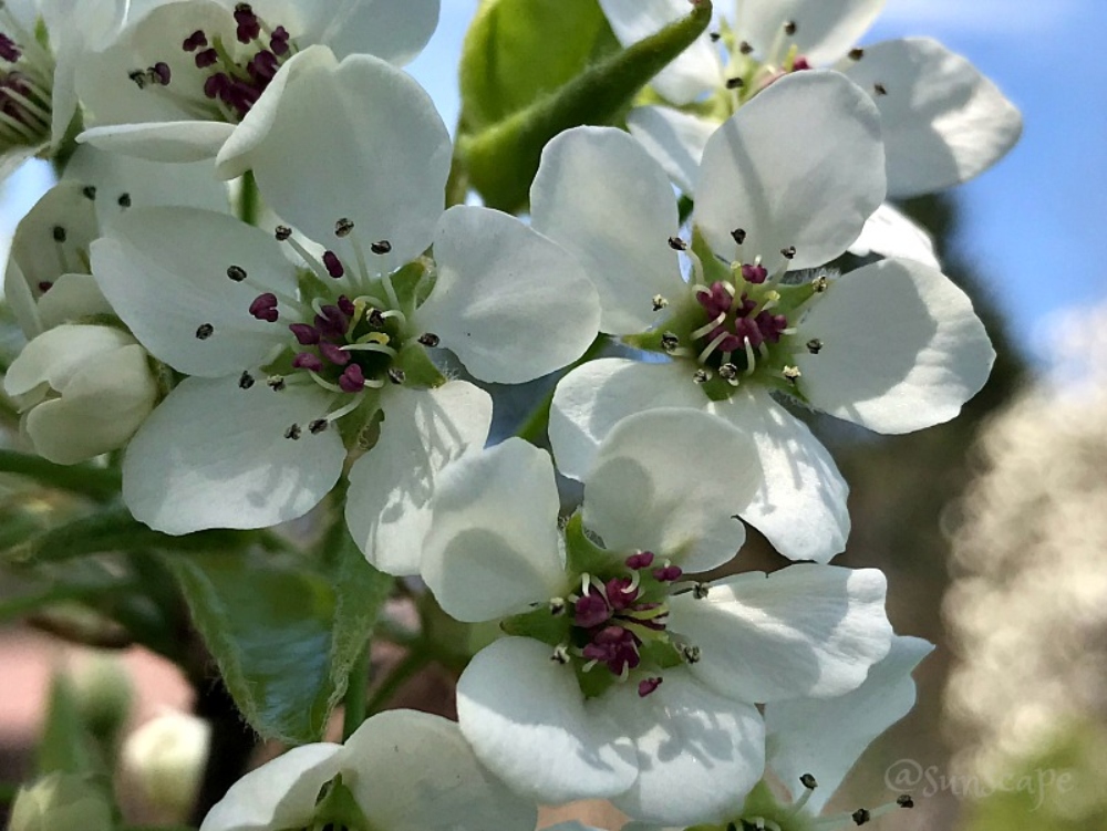 flowers-white-pear.jpg
