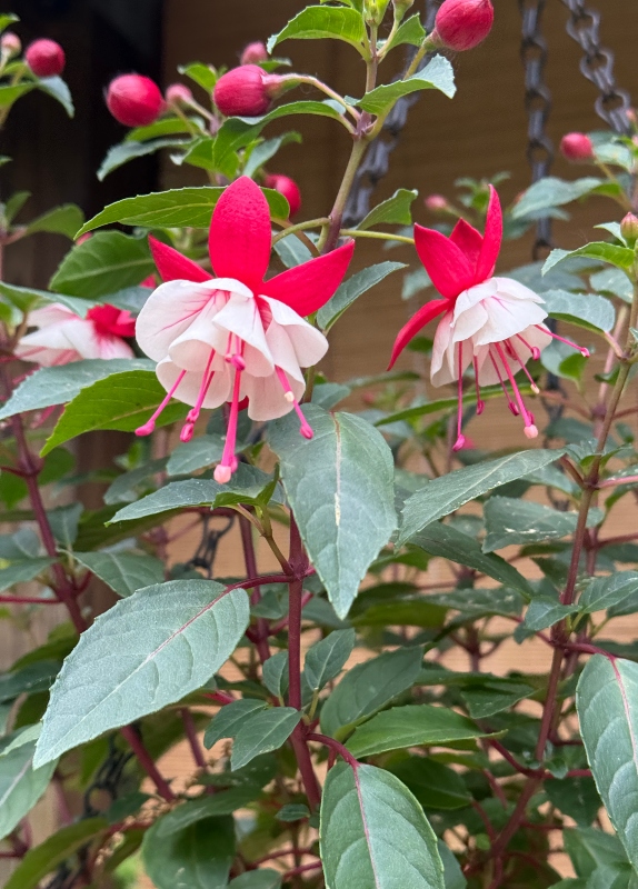 hivegarden-fushia.jpg