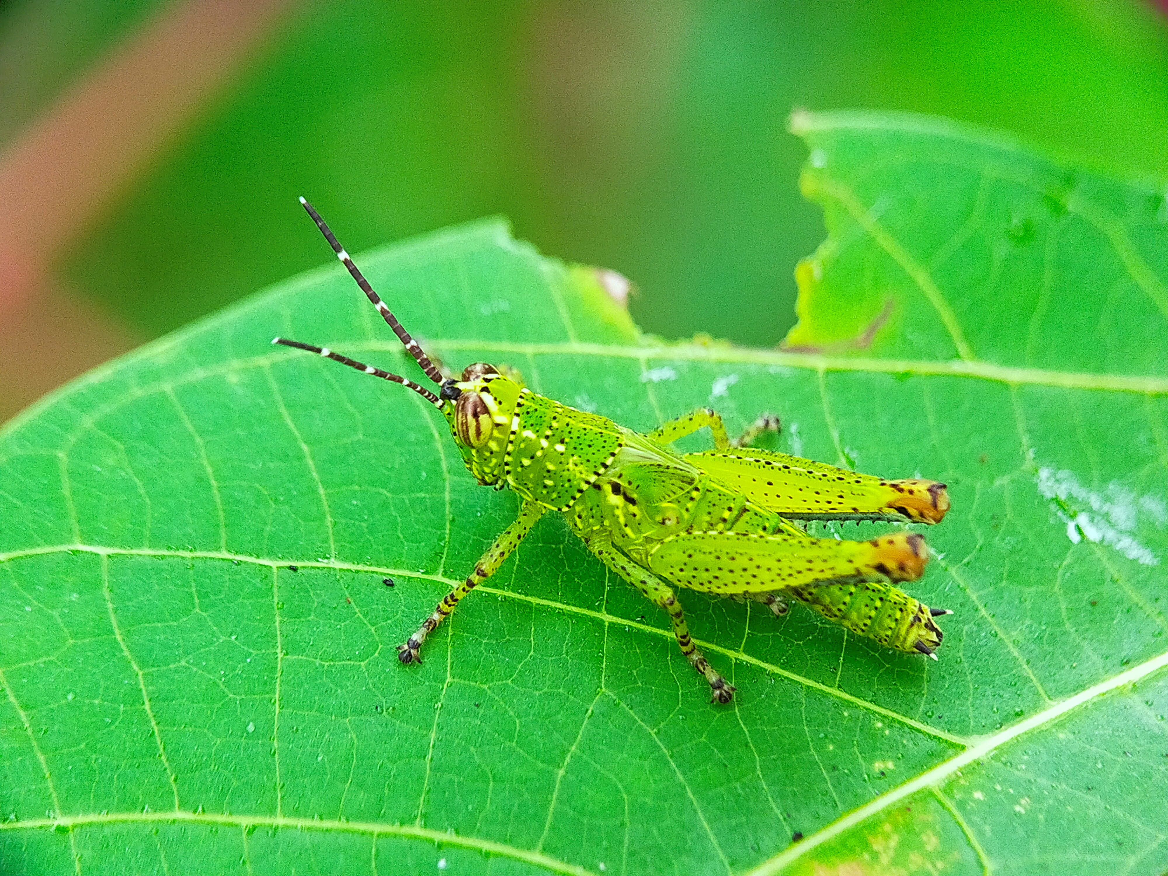 Rice Grasshopper (23).jpg