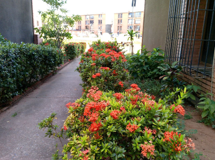 Ixora1.png
