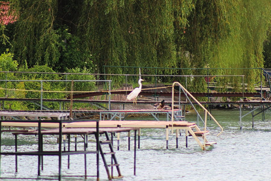 IMG_7009.jpg
