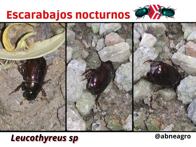 Automeris cf. jucunda (8).png