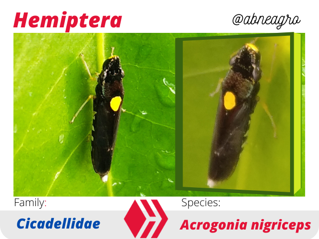@abneagro(3).png
