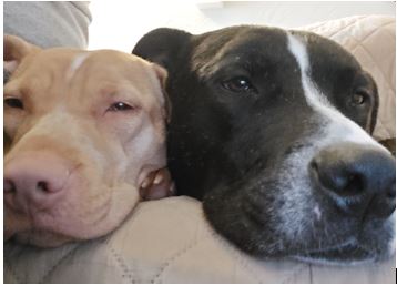 Doggos.JPG