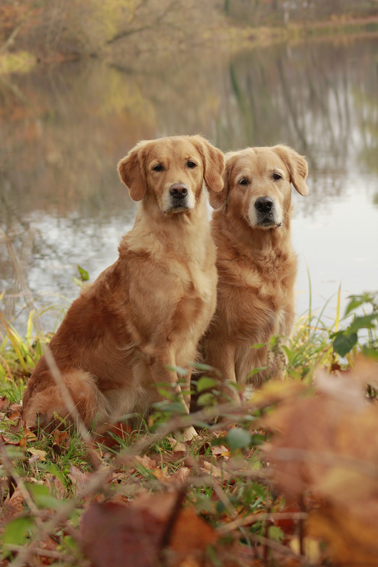 dogs-7956516_1920.jpg