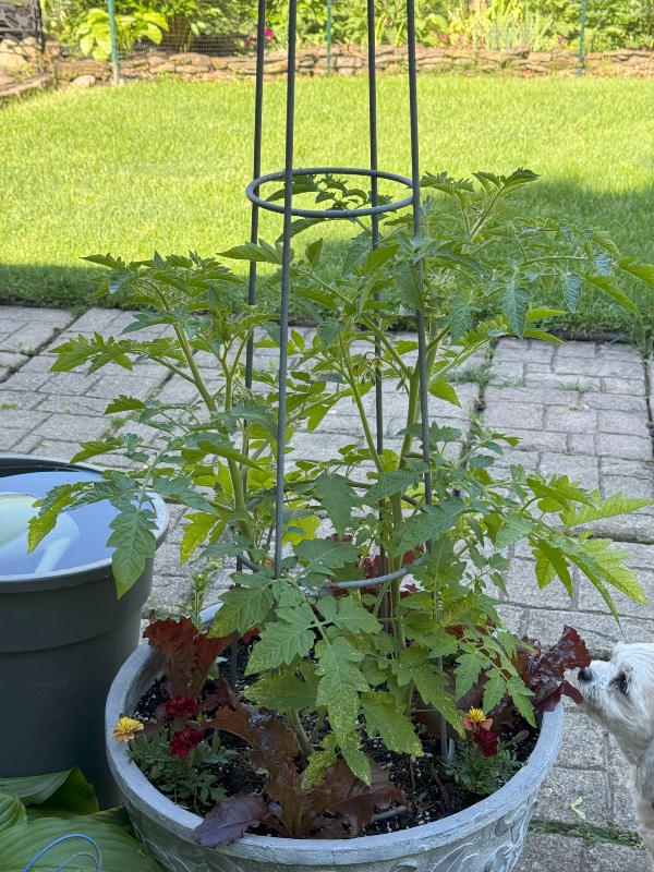 hivegarden-cherry tomato.jpg