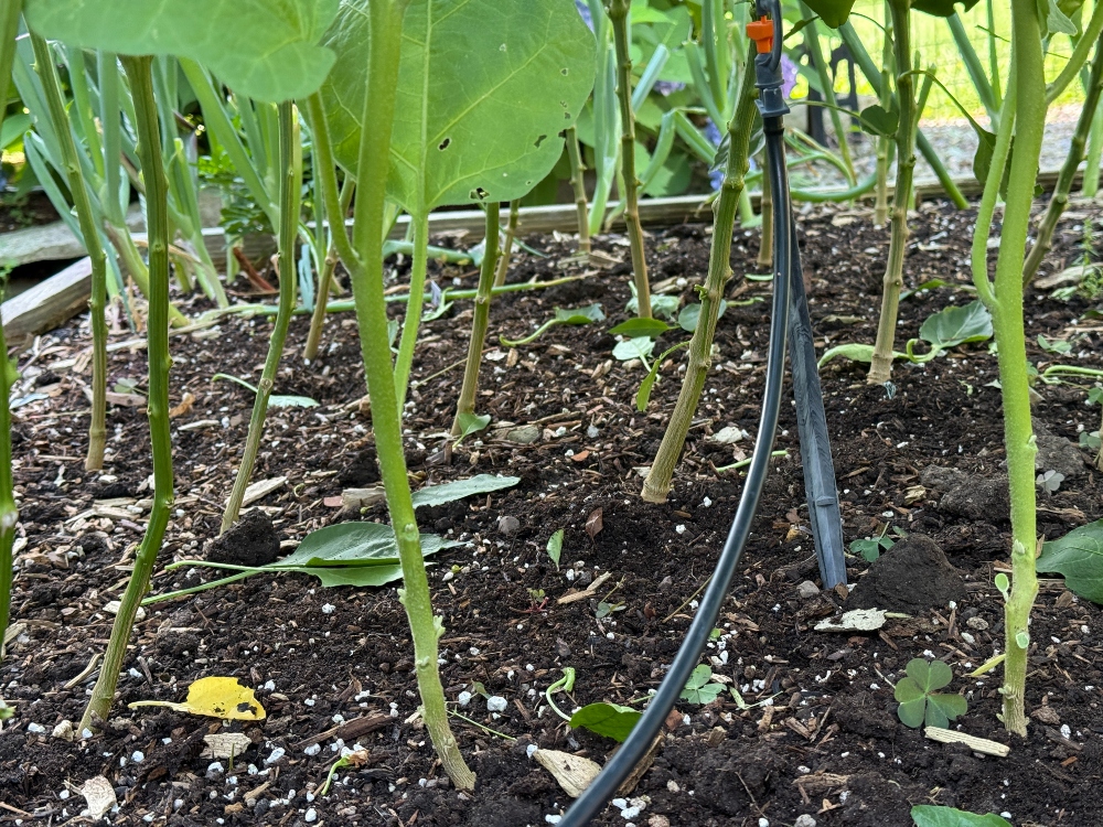 hivegarden-peppers-pruned.jpg
