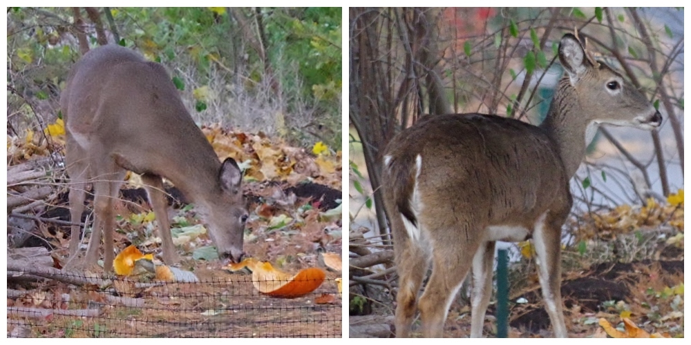 thanksgiving-christmas-deer.jpg