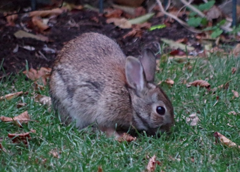 fall-leaves-rabbit-2.jpg