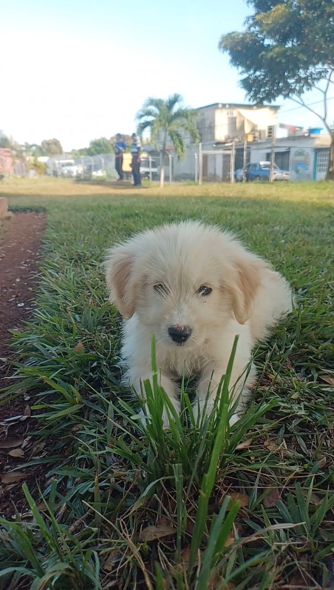 perrito blanco en grama