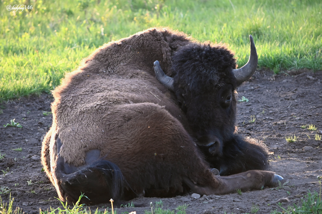 bison (34).jpg