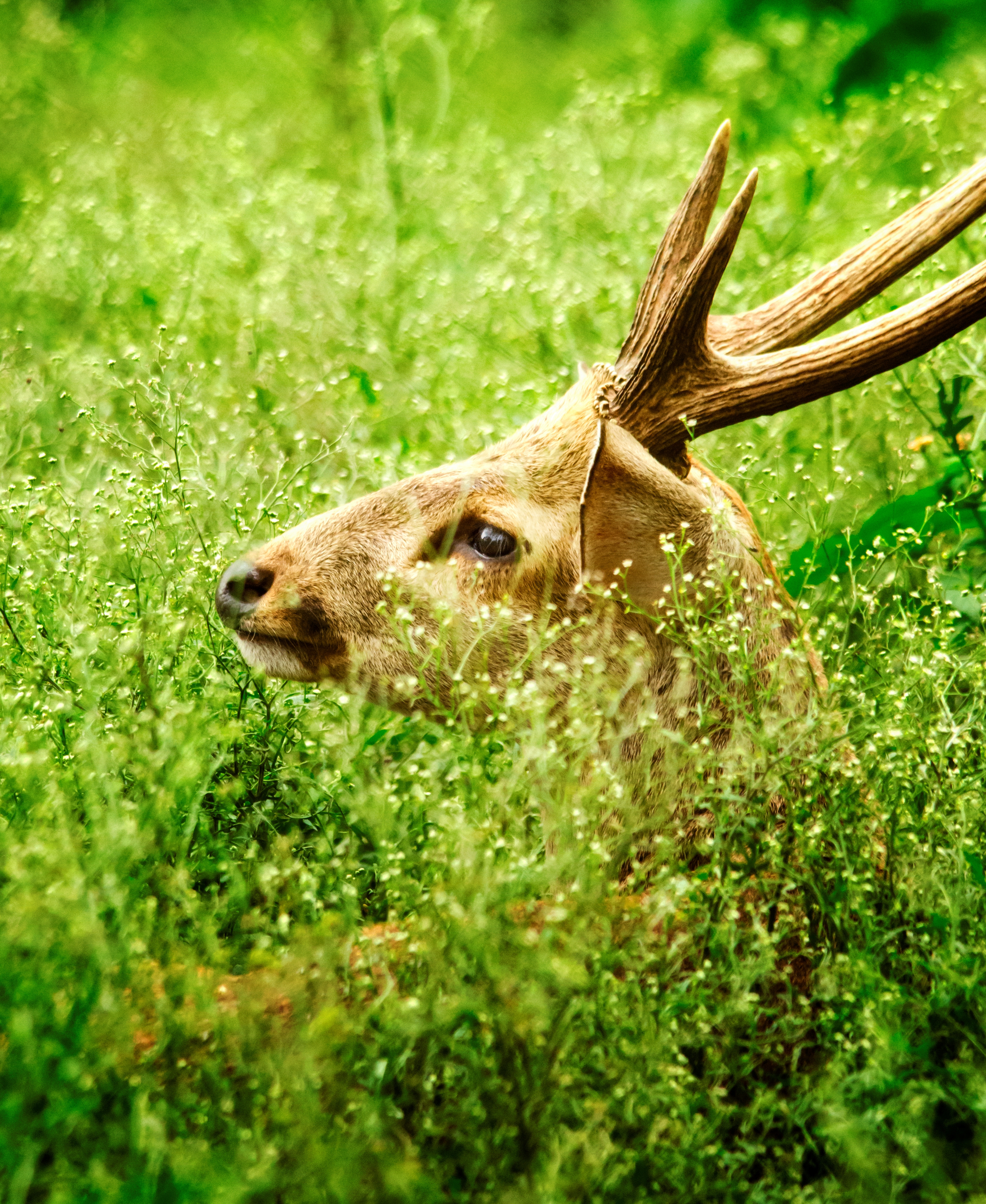 deer 1 new.jpg