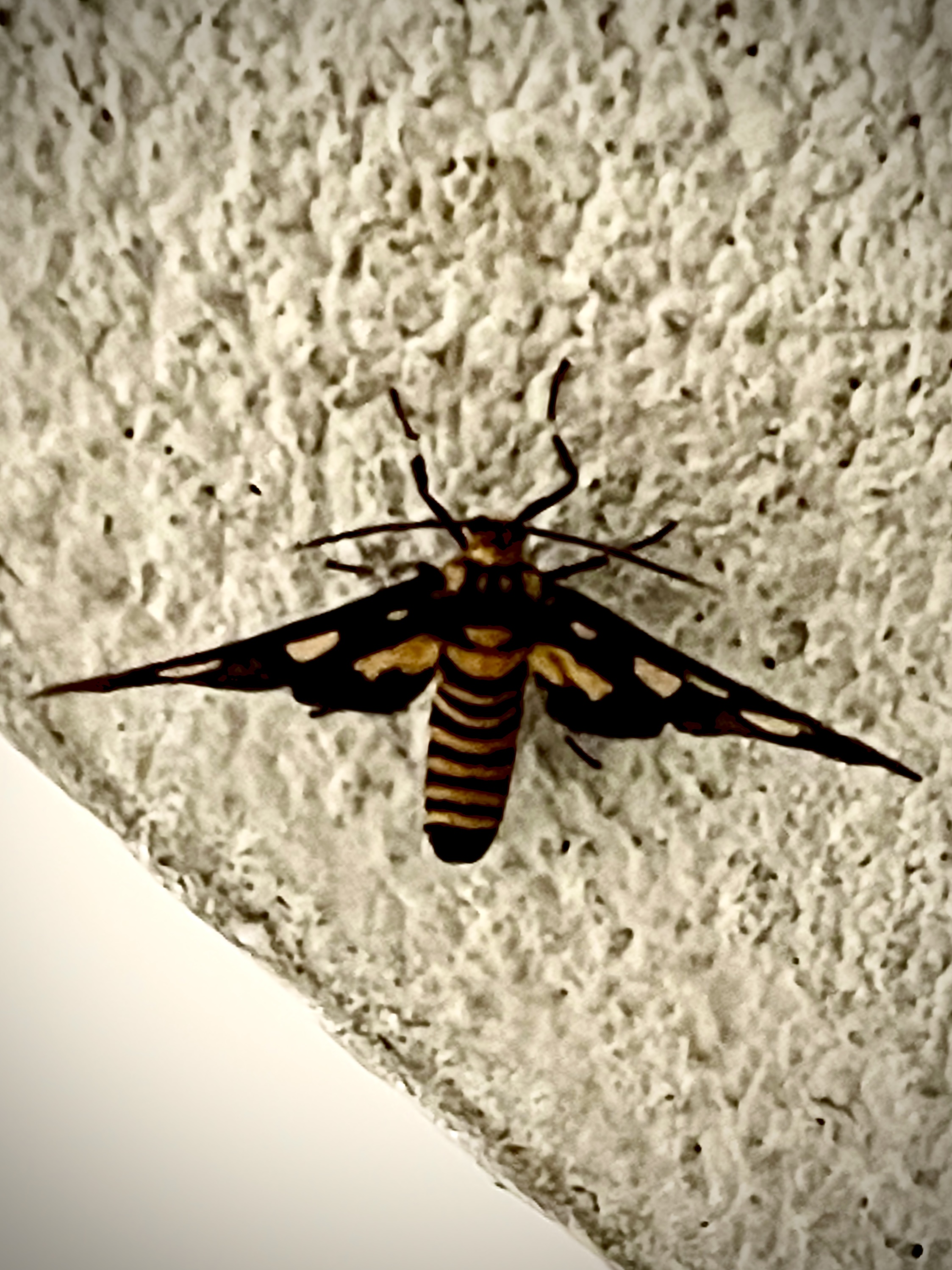7A4C9842-2E5D-42C8-B271-D3053ECB385A.jpeg