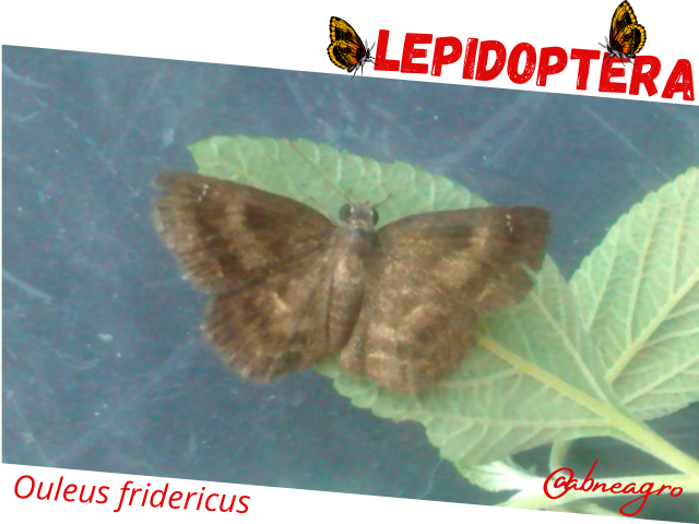 Lepidoptera portada.png