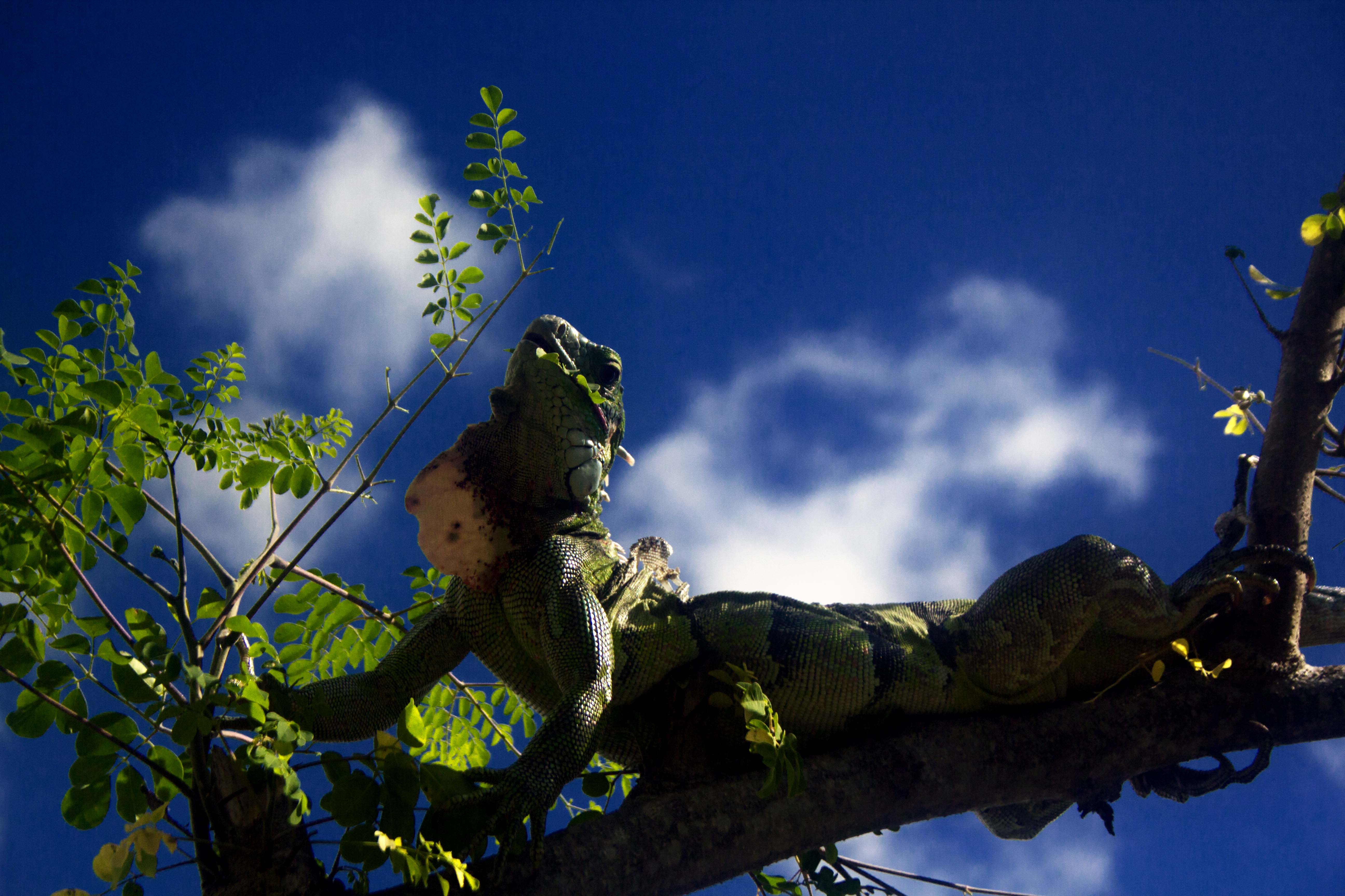 iguana 3.jpg