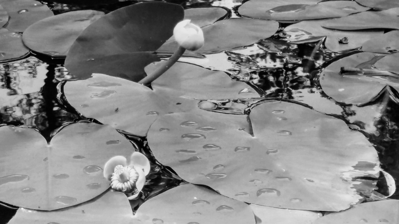 20180630_141126_bw.jpg