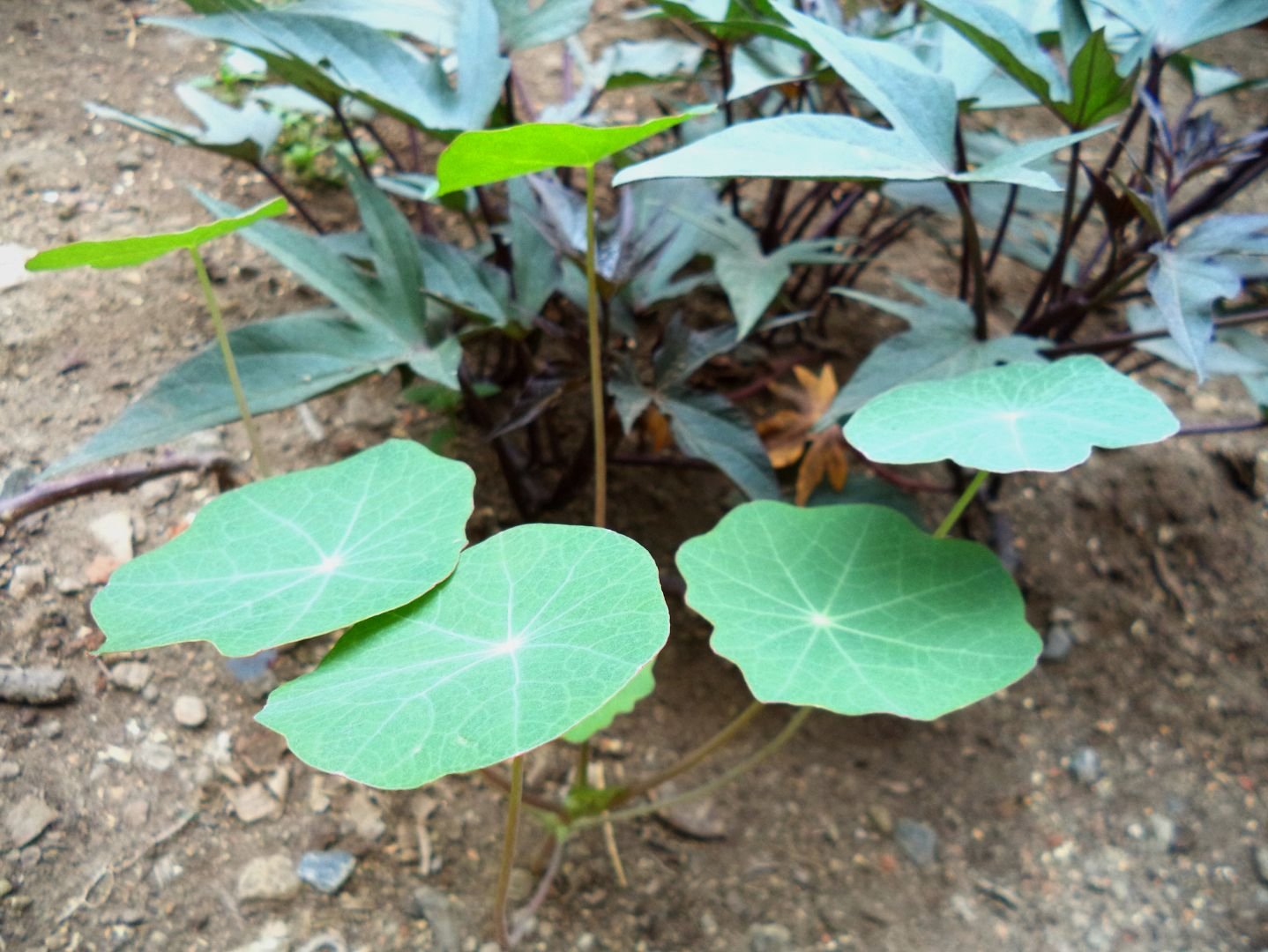 g3_fodder plants_sweet batata and mastuerzo_waralwa.jpg