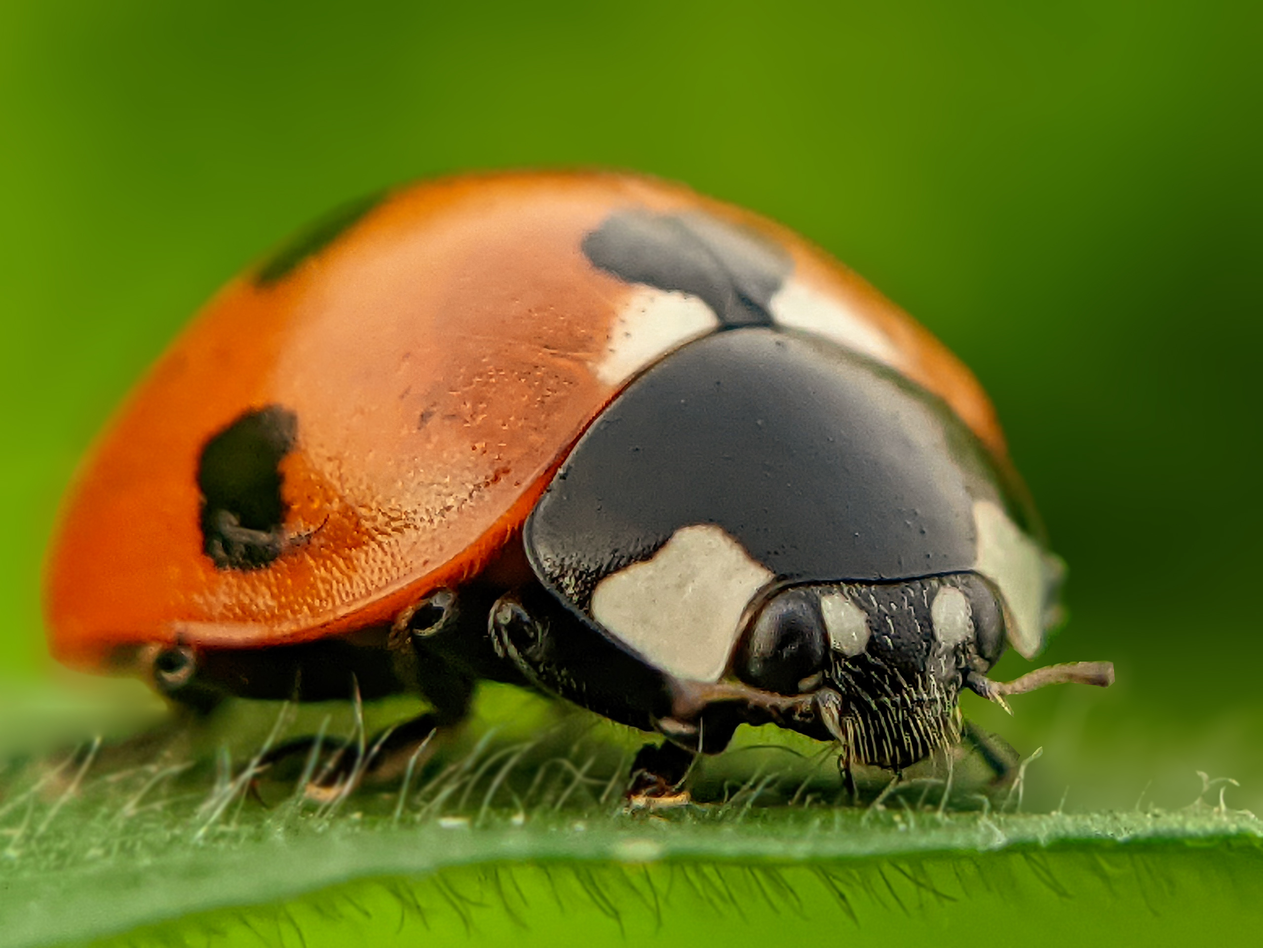 ladybird (6).jpg