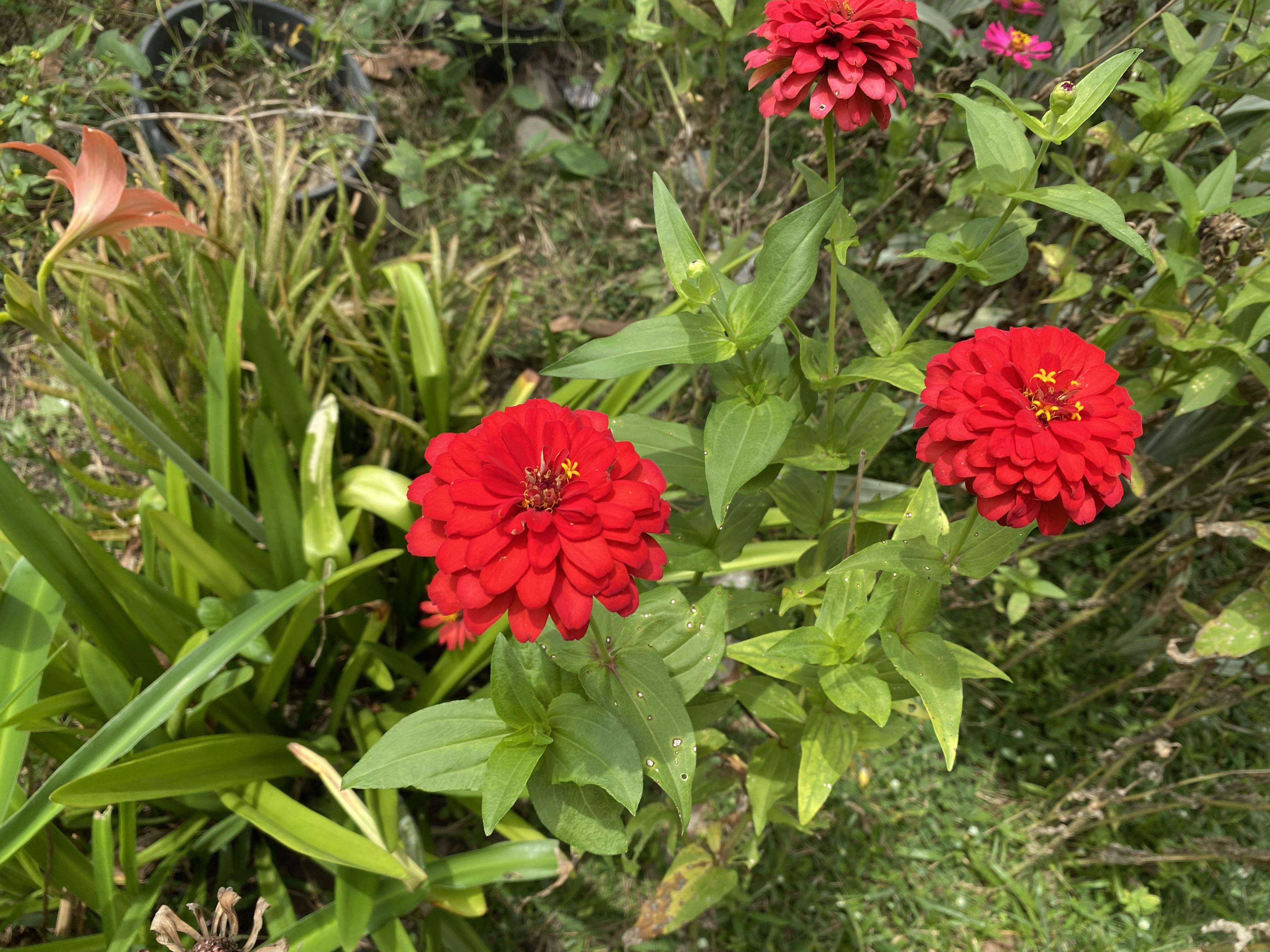 IMG_4136.jpeg