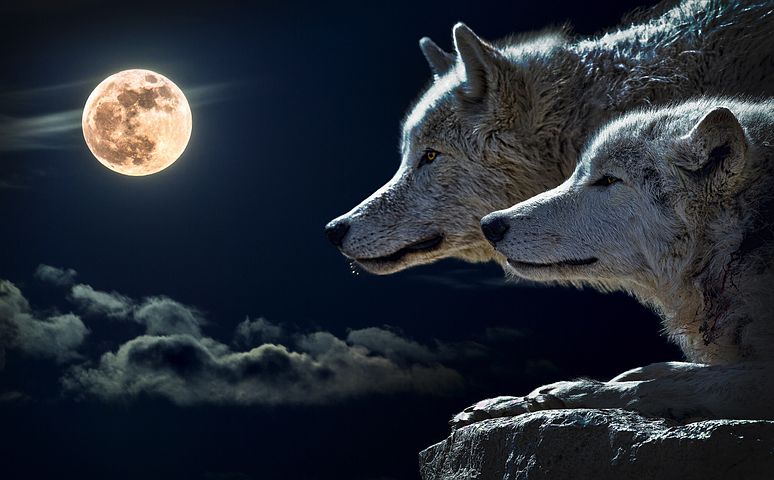 wolf-547203__480.jpg