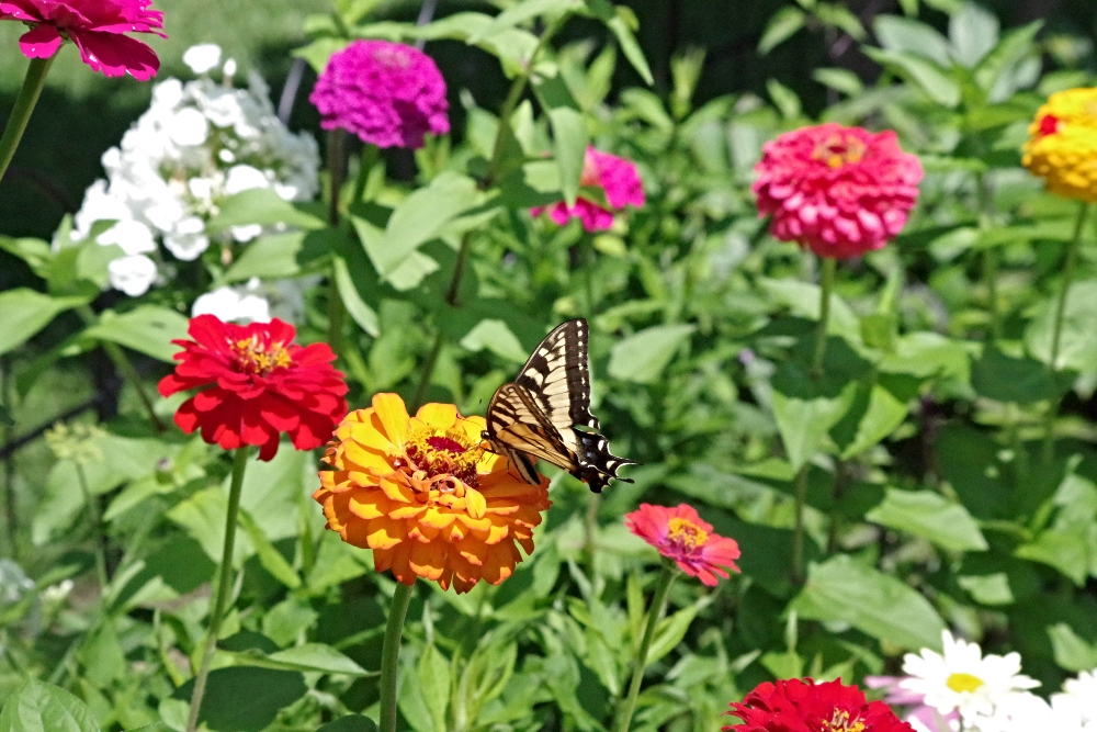 butterflies-nature-garden-1.jpg