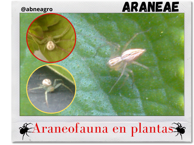 Araneae portada.png